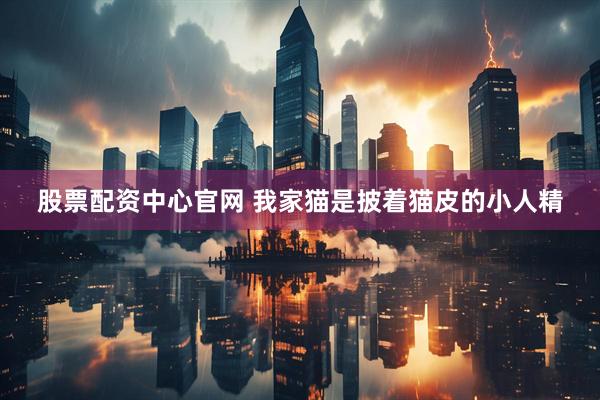 股票配资中心官网 我家猫是披着猫皮的小人精